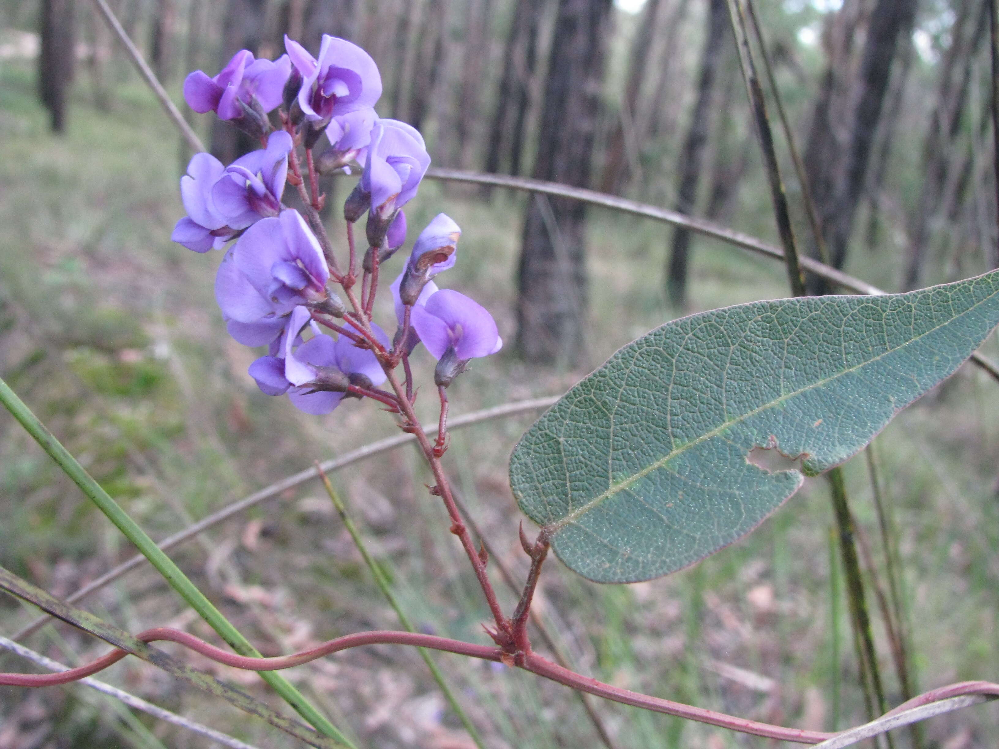 Image of coral-pea