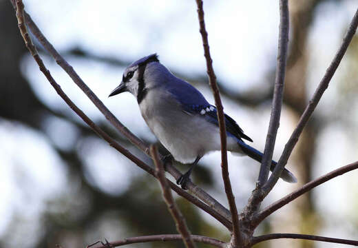 Image of Blue Jay