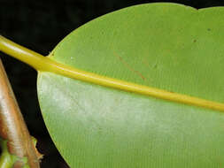 Image of calophyllum