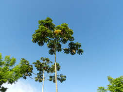 Image of trumpet tree