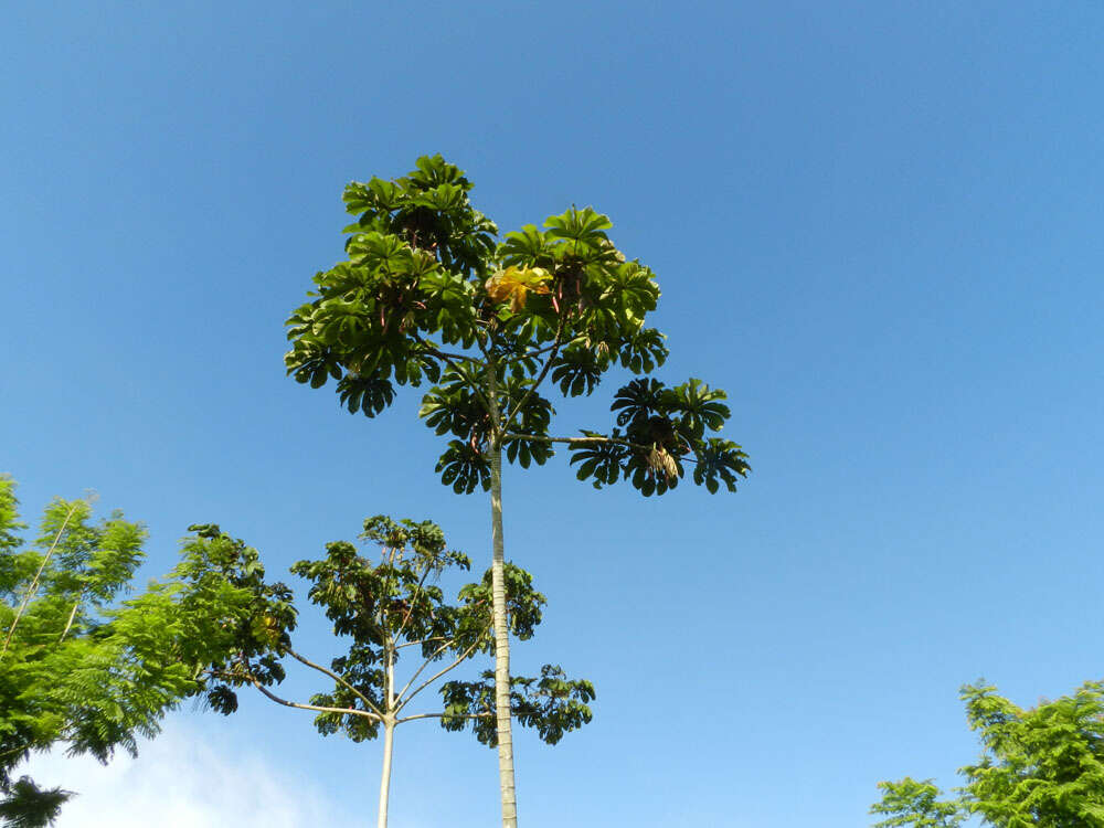 Image of trumpet tree