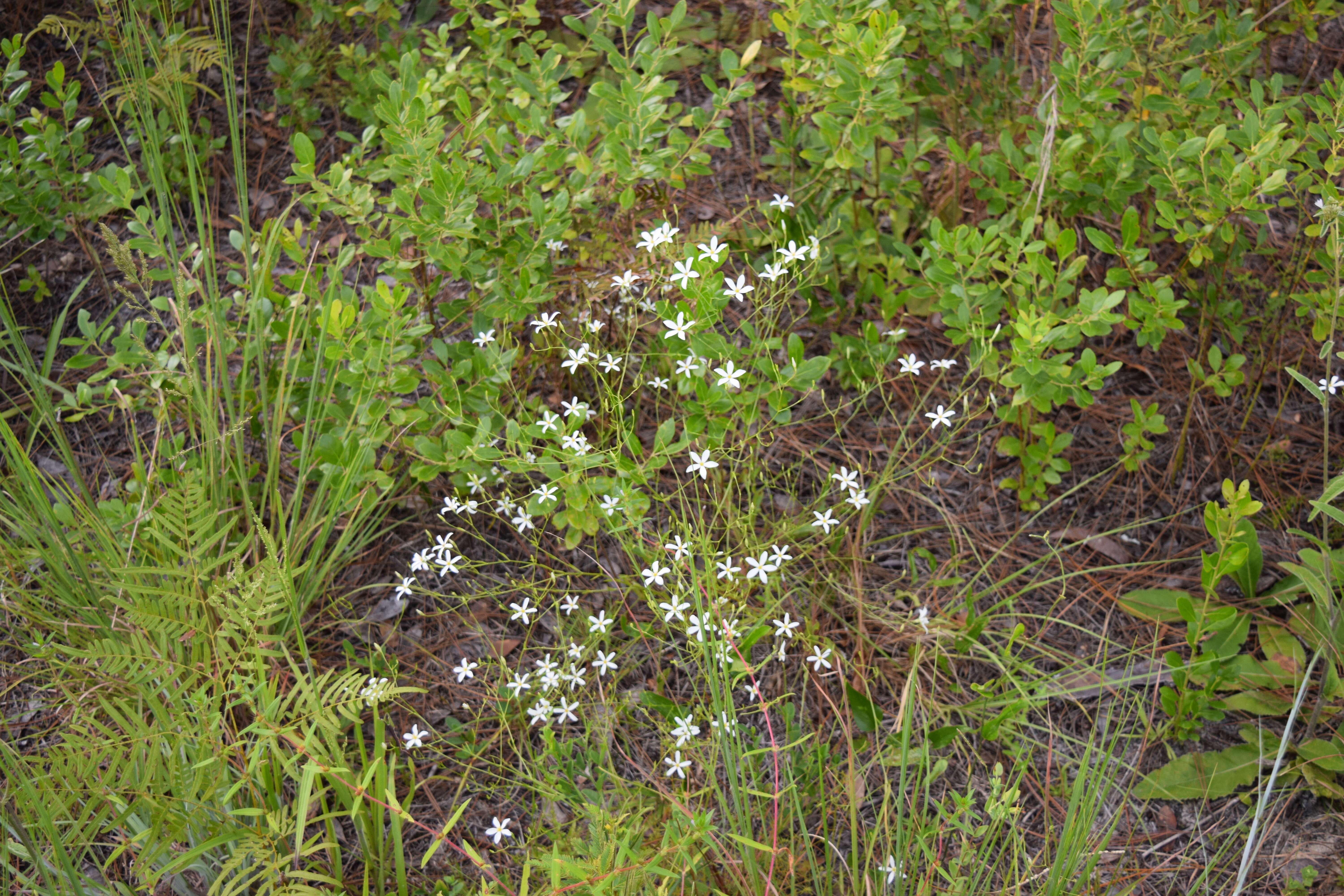 Image of shortleaf rose gentian