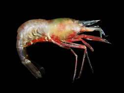 Image of Polar shrimp