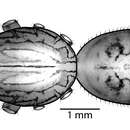 Image of Scytodes socialis Miller 2006