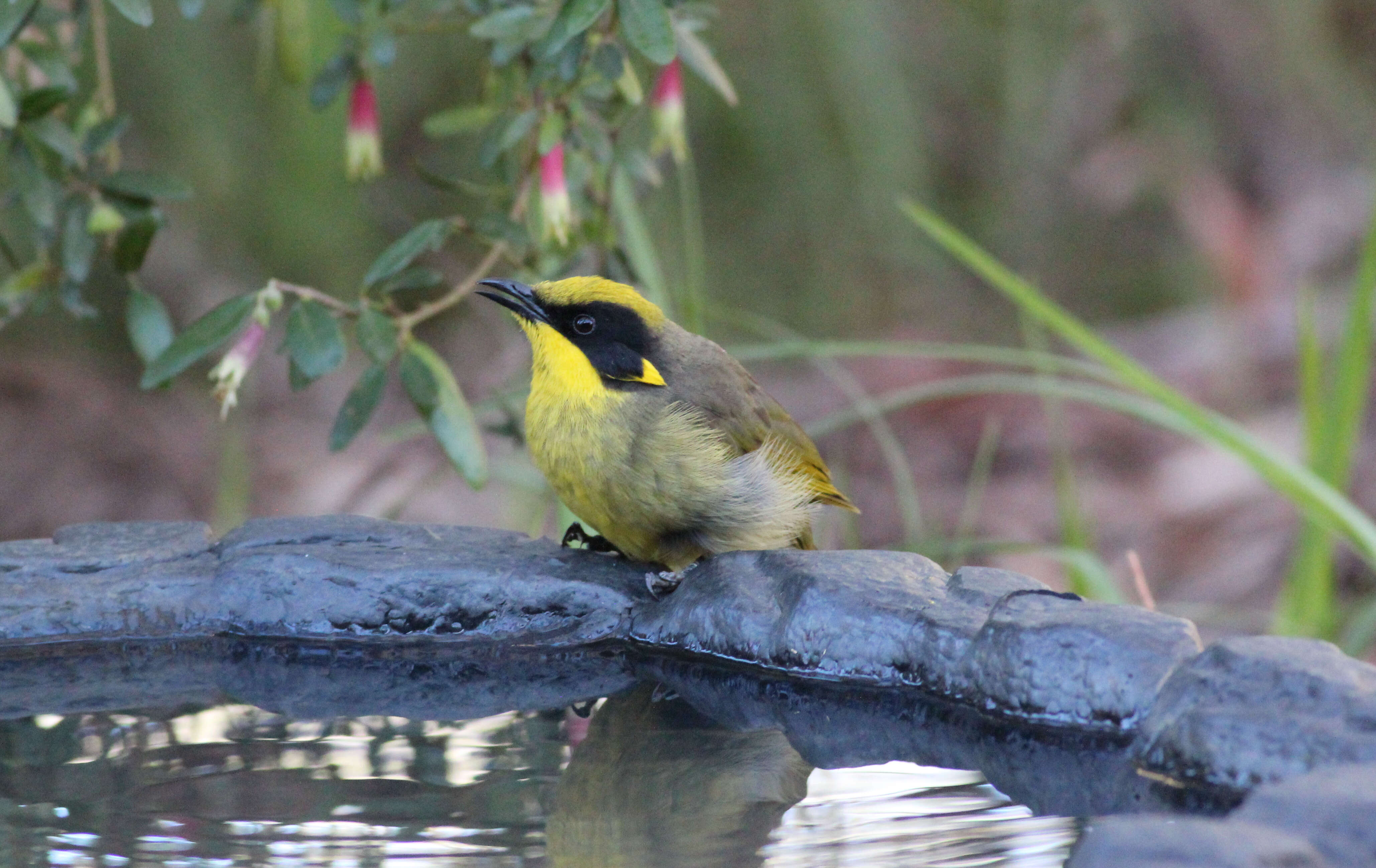 Image of Yellow-tufted Honeyeater