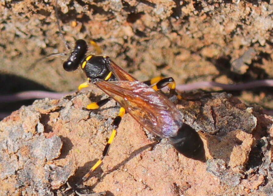 Image of Mud dauber