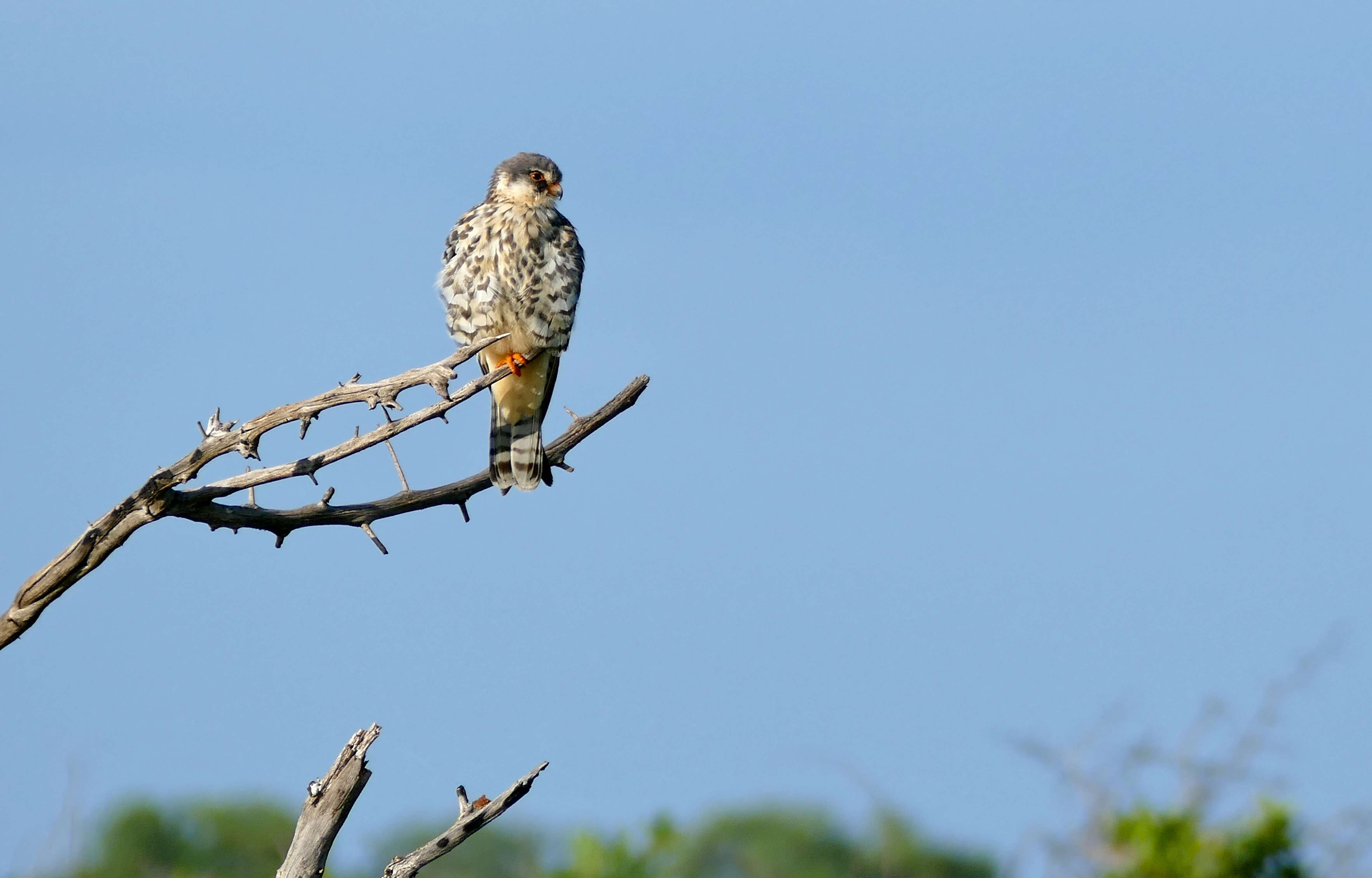 Image of Amur Falcon