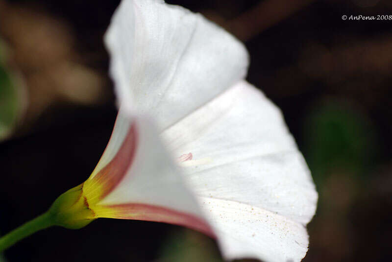 Image of bindweed