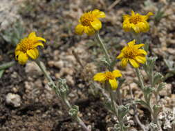 Image of woolly sunflower