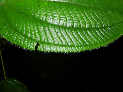 Imagem de Clidemia crenulata Gleason