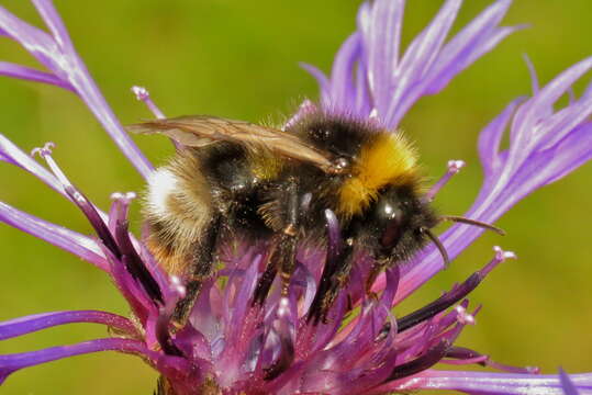 Image of Bumblebees