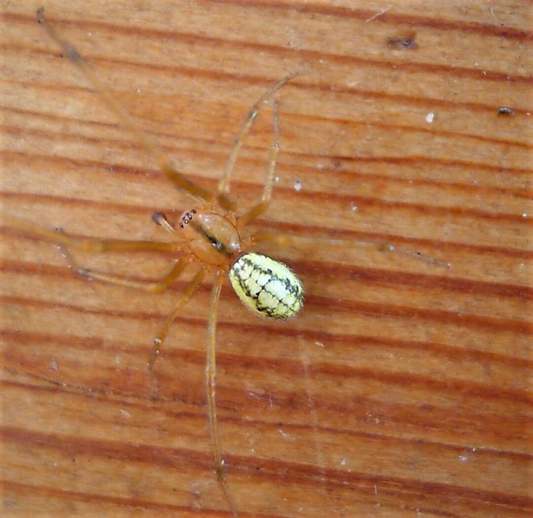 Image of Enoplognatha ovata (Clerck 1757)