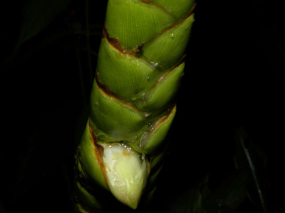 Image of Werauhia