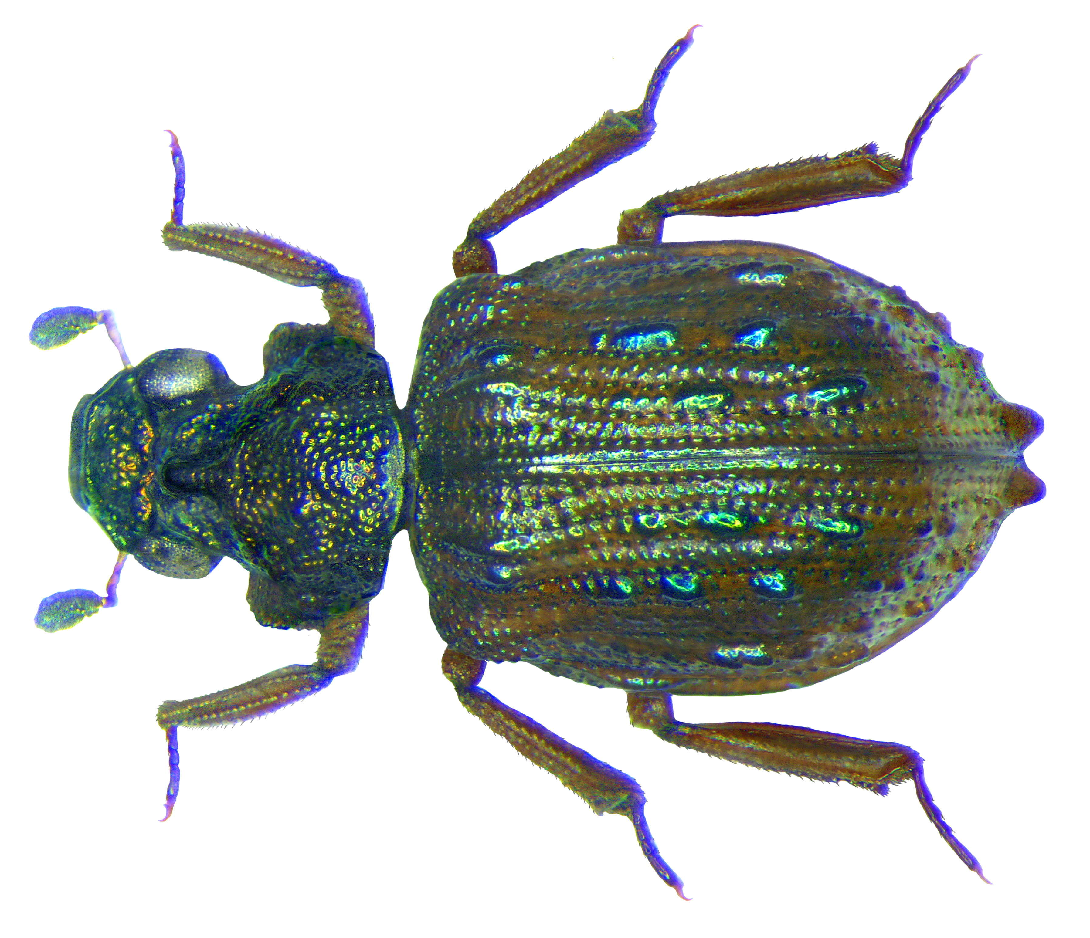 Epimetopidae resmi