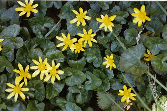 Image of Lesser celandine