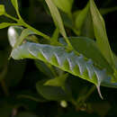 Image of Gray hawk moth
