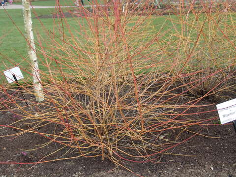 Image of bloodtwig dogwood