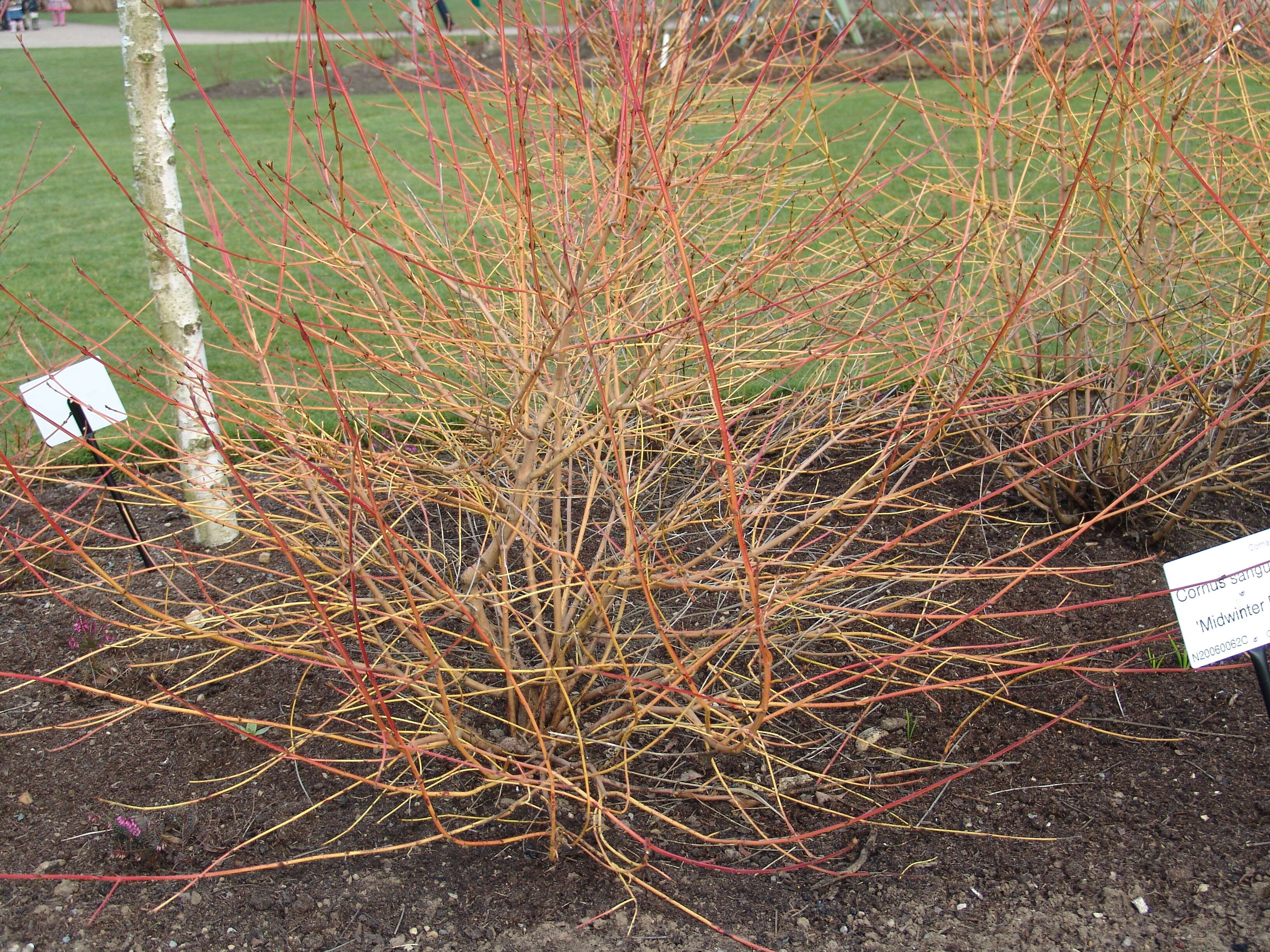 Imagem de Cornus sanguinea L.