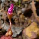 Image of spoonleaf sundew