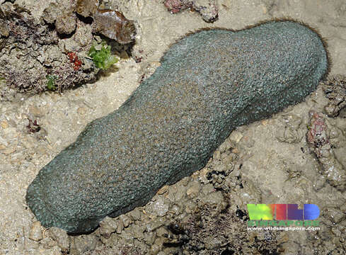 Image of mole coral