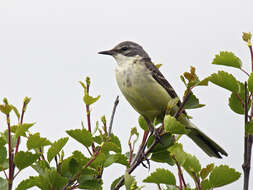 Image de Motacilla flava thunbergi Billberg 1828