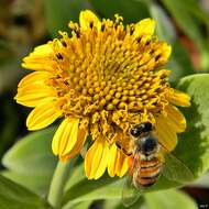 Image of seaside tansy