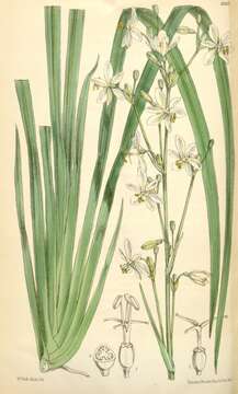 Image of Libertia paniculata (R. Br.) Spreng.