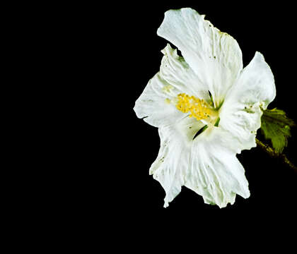 Image of rosemallow