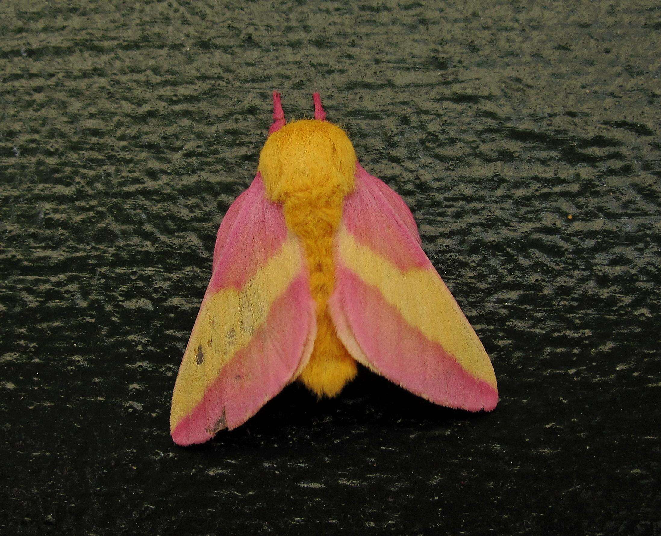 Rosy Maple Moth - Encyclopedia of Life