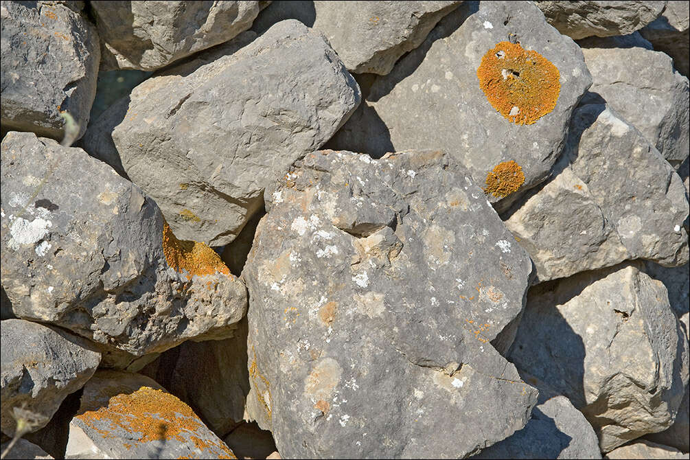 Image of orange wall lichen