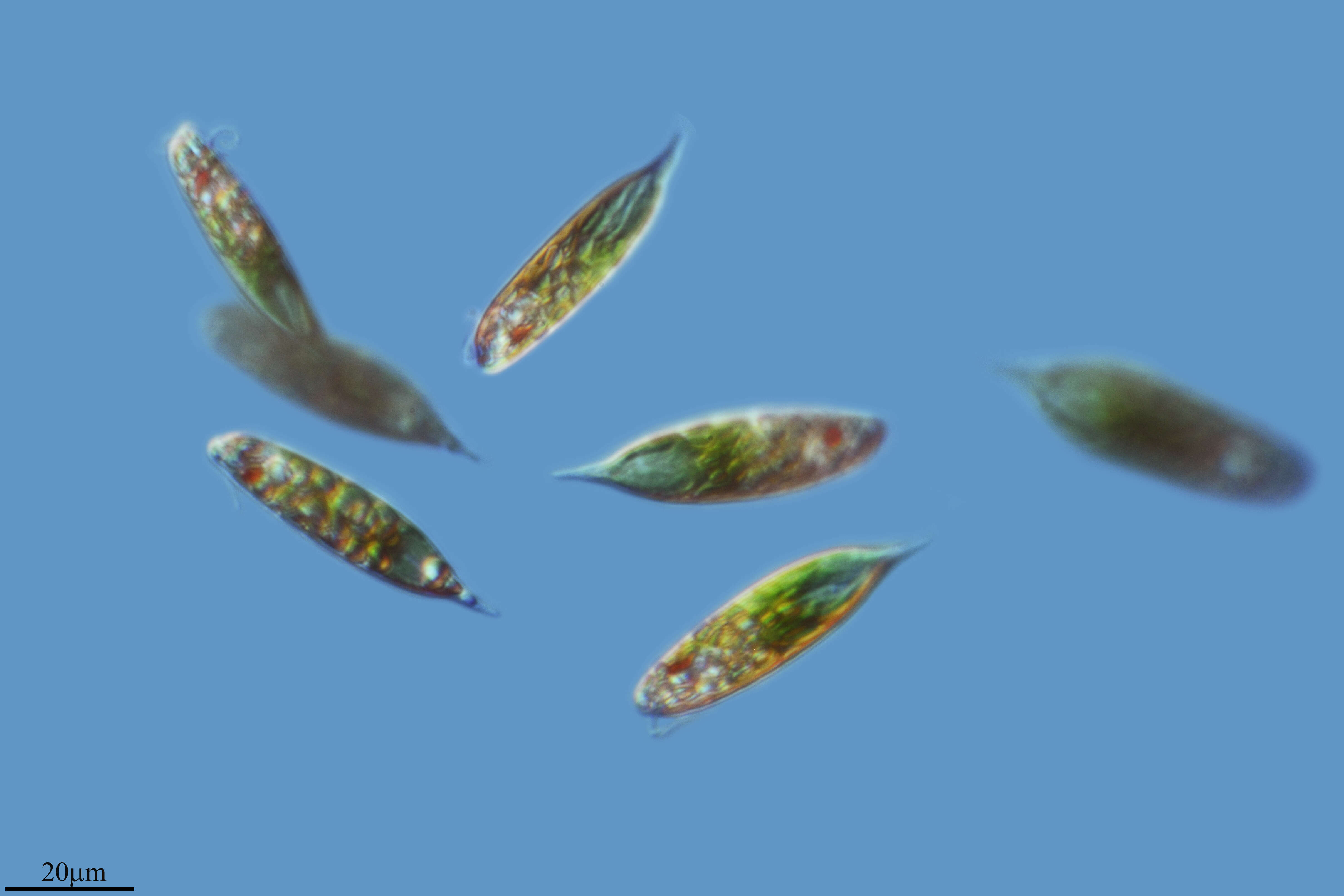 Слика од Euglena viridis