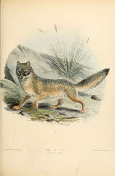 Image of Foxes