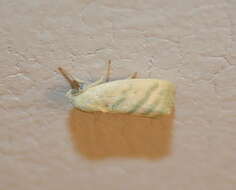 Image of tuft moths