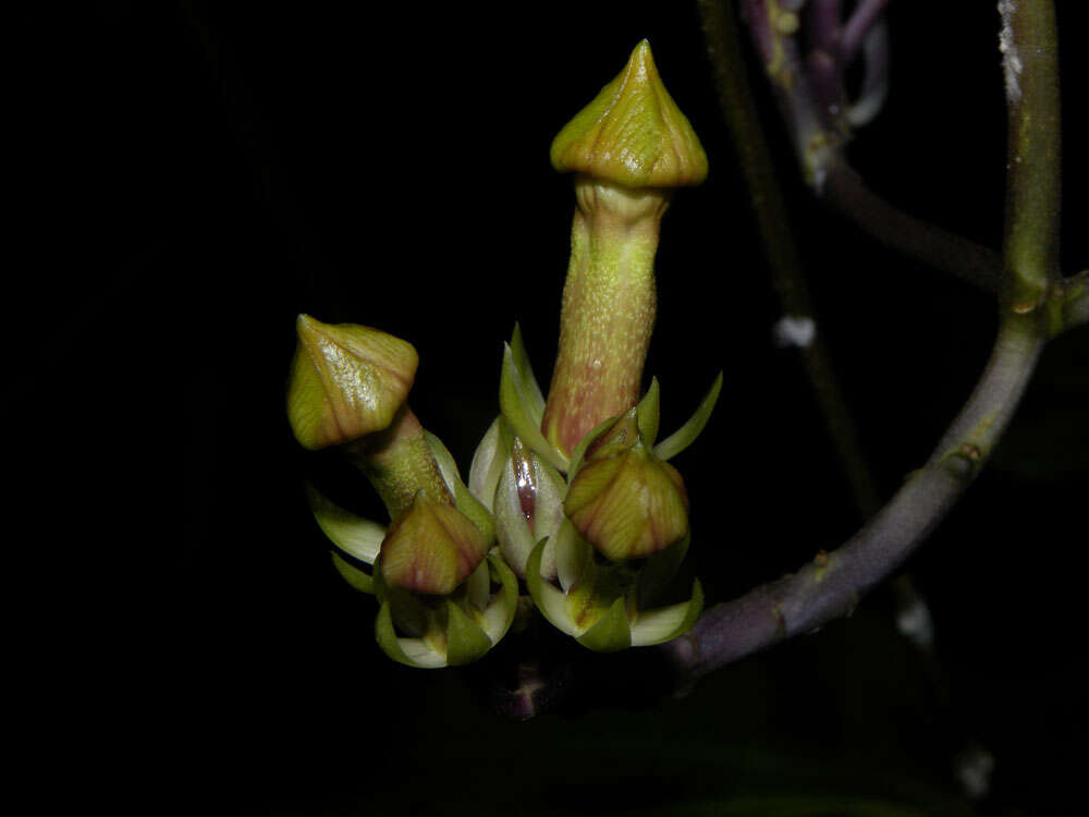 Image of Prestonia longifolia (Sessé & Moç.) J. F. Morales