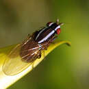 Image of Poecilohetaerus aquilus Schneider 1991