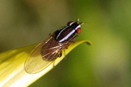 Image of Poecilohetaerus