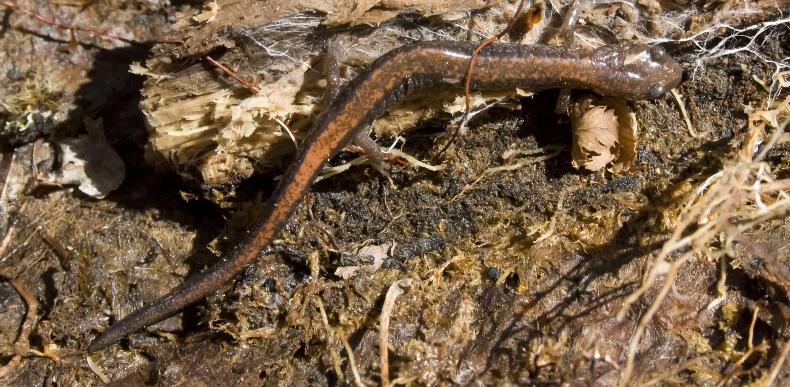 Plethodon cinereus (Green 1818) resmi