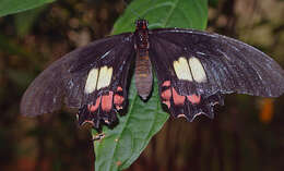 Image of Papilio