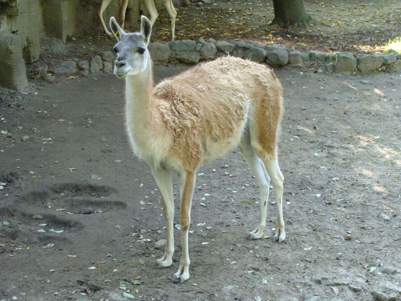 Image de Lama G. Cuvier 1800