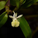 Image of Dendrobium connatum (Blume) Lindl.