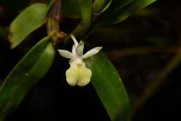 Image of Dendrobium connatum (Blume) Lindl.