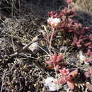 Image of Crassula swaziensis Schönl.