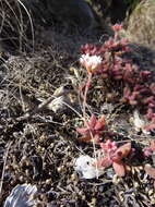 Image of Crassula swaziensis Schönl.