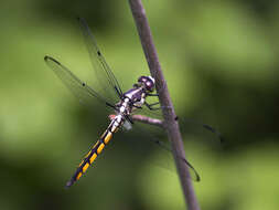 Image of Great Blue Skimmer