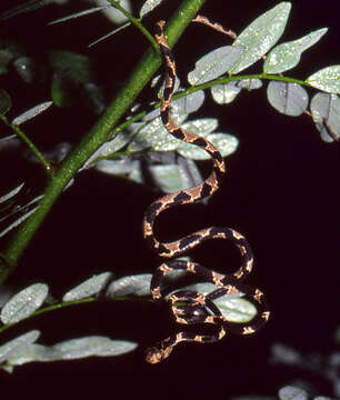 Image of Blunthead Tree Snake