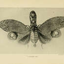 Image of Lantern Fly