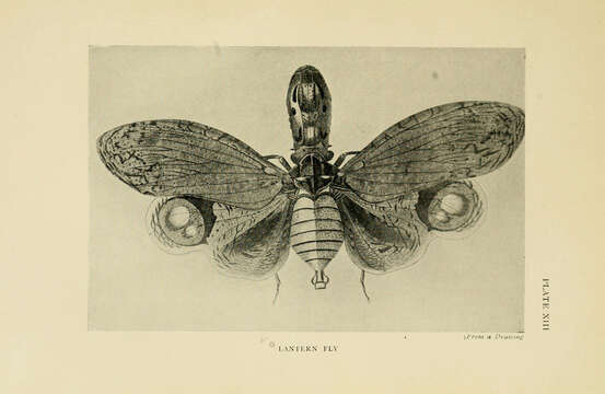 Image of lanternfly