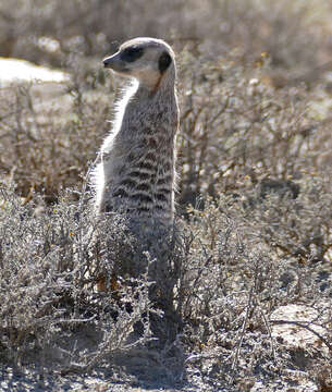 Image of Suricata Desmarest 1804