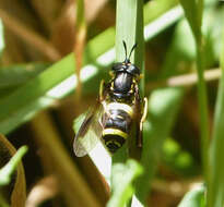 Image de Chrysotoxum bicinctum (Linnaeus 1758)