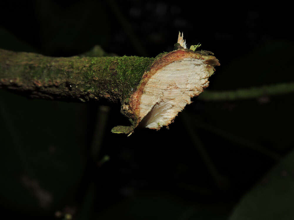 Image of Heisteria concinna Standl.